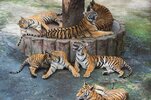 grupo-tigres-bengala-descansando-durmiendo_35076-568.jpg
