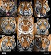 primer-plano-collage-de-nueve-fotos-un-retrato-de-tigre-2e11ewn.jpg