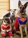 Dog-Superheroes.jpg
