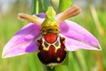 Orquídea del abeja risueña.jpg