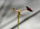 Orquídea Drakaea glyptodon.jpg