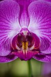 Pink Moth Orchid.jpg