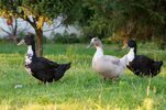 tres-patos-blancos-y-negros-112064008.jpg