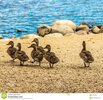 seis-patos-del-bebé-que-caminan-en-orilla-del-lago-85992658.jpg