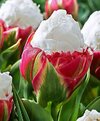 Flor helado de tulipán.jpg