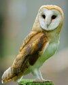 800px-Tyto_alba_-British_Wildlife_Centre,_Surrey,_England-8a_(1).jpg
