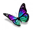depositphotos_13436869-stock-photo-butterfly-isolated-on-white-background.jpg