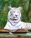 wildlife-zoo-mammal-fauna-tiger-vertebrate-south-africa-white-tiger-big-cats-cat-like-mammal-s...jpg