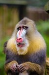 animal-cute-wildlife-mammal-monkey-fauna-primate-drill-squirrel-monkey-close-up-baboon-vertebr...jpg