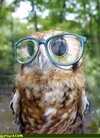 owl-with-glasses.jpg
