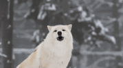 howling-wolf-m.gif