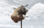 Article-Image-DronePhotos-Birds-Nest.jpg
