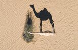 Article-Image-DronePhotos-Camel-s-Shadow-1.jpg