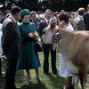 The Queen with a Jersey cow  at the Country Show at Saint John, Jersey, 1978 (2).jpg