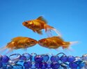 HD-wallpaper-3-goldfish-water-fins-fish-tails.jpg