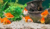 Goldfish-Todo-lo-que-tienes-que-saber-de-este-pez-1-750x450.jpg