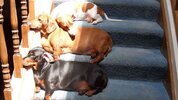 Perros tomando el sol.jpg