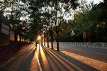 pngtree-street-tree-shadow-sunset-backlight-street-view-campus-png-image_3881138.jpg