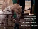 camello.JPG