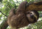 perezosos-tres-dedos-creditos-sloth-conservation-2.jpg