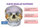 maxilarsuperior-101118185608-phpapp02-thumbnail.jpg