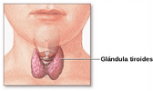 1200px-Thyroid_gland-es.svg.png