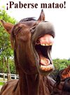horse-stallion-animal-laughing-yawning-humorous.jpg