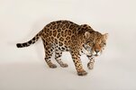 jaguar_0.jpg