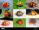 biodiversidad-nueve-mariquitas-insectos-beneficos-alemania-2ge5wkh.jpg