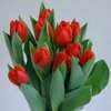 tulipanes-rojos-1-enrn-1650894951556-1200Wx1200H.jpeg