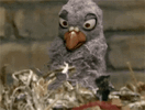 pigeon-popcorn (1).gif
