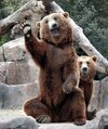 oso-saludando-saludo.jpg