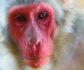 Red Face Monkey _ Flickr - Photo Sharing!.jpg
