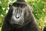 un-macaque-se-prend-en-selfie-une-photo-qui-pose-probleme-31661.jpg