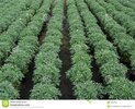 plantas-de-la-margarita-en-filas-en-un-invernadero-holands-38607859.jpg