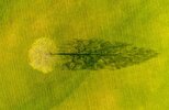 Article-Image-DronePhotos-Spring-Maple-Tree-Shadow.jpg