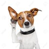 16062384-dog-listening-with-big-ear-Stock-Photo-dog-listen-funny.jpg