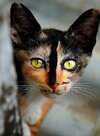 top-25-most-beautiful-cats-of-2016-221.jpg