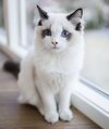top-25-most-beautiful-cats-of-2016-222.jpg