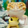 cute-happy-gecko-with-toy-kohaku-1-591e9c32b76f1__700.jpg