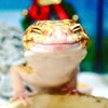 cute-happy-gecko-with-toy-kohaku-2-591e9c350806f__700.jpg
