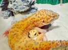cute-happy-gecko-with-toy-kohaku-16-591e9c5a1148f__700.jpg