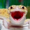 cute-happy-gecko-with-toy-kohaku-18-591e9c60cae14__700.jpg