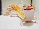 cute-happy-gecko-with-toy-kohaku-22-591e9c69d19ab__700.jpg