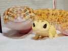 cute-happy-gecko-with-toy-kohaku-24-591e9c6e0b156__700.jpg