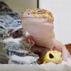 cute-happy-gecko-with-toy-kohaku-26-591e9c72e3f55__700.jpg