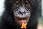 peaceful-bonobo.jpg