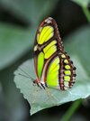 Pracht_Passionsfalter,_Philaethria_dido_1-_most -beautiful-butterfly-insect-animal-10.JPG
