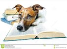 dog-reading-books-23266795.jpg