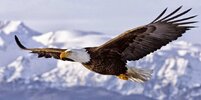 Aguila-real-aves-diurnas.jpg